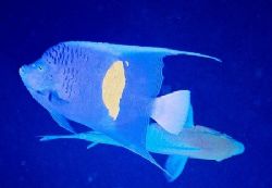 Angel fish, red sea by Adrian Newell 